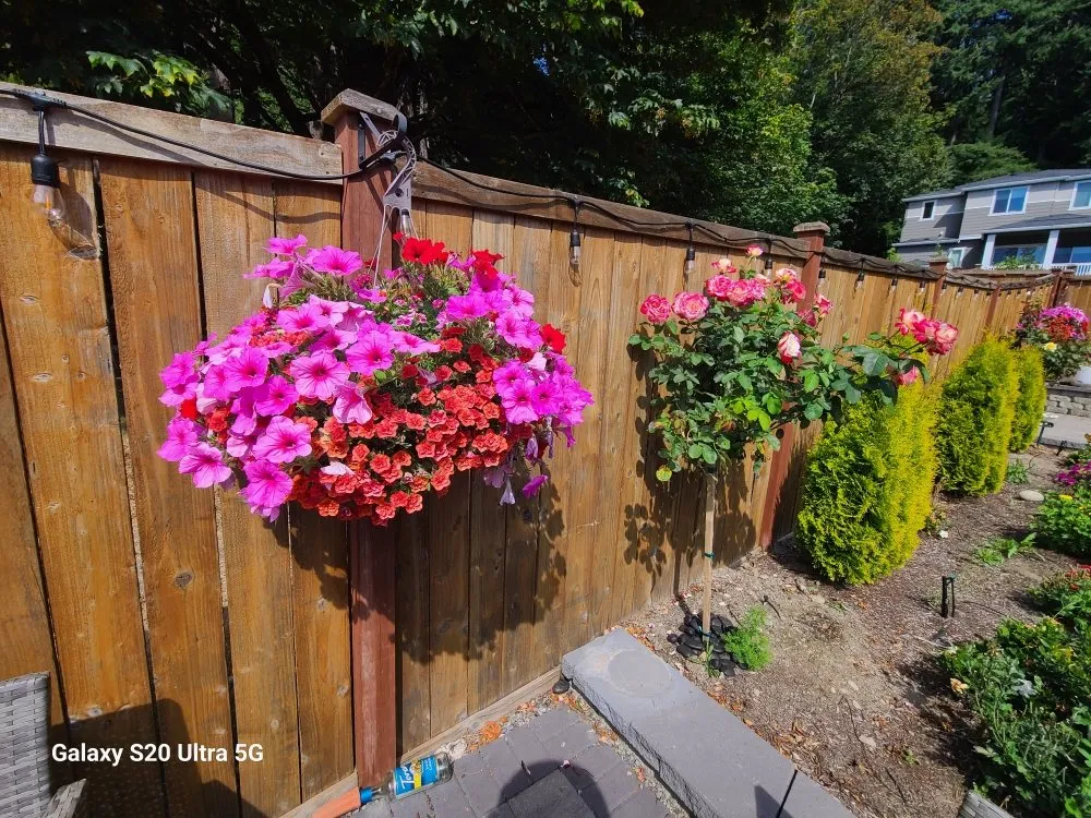 Expert landscape design in Renton, WA - Sunglow Maple Landscaping Services