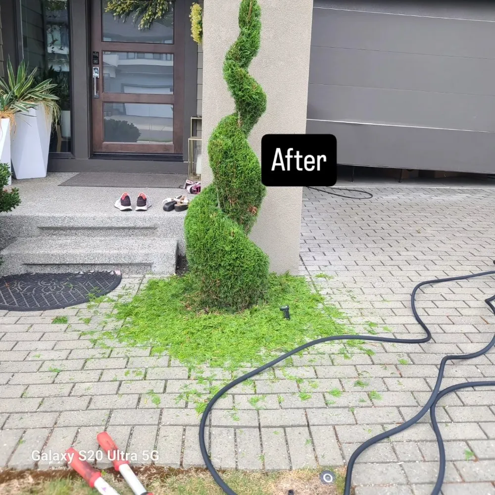 Local landscape installation for year-round maintenance in Renton, WA by Sunglow Maple Landscaping Services