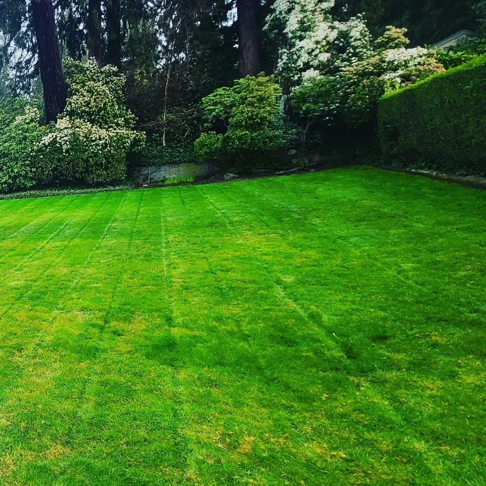 Expert lawn care service in Renton, WA - Sunglow Maple Landscaping Services