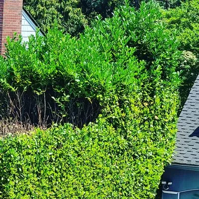 Sunglow Maple Landscaping Services Logo