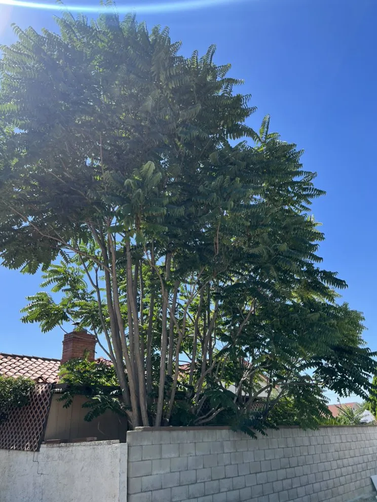 Reliable lawn mowing service for outdoor upgrades in Riverside, CA by SunGreen Lawn Maintenance