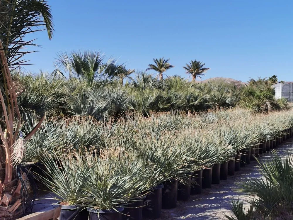 Trusted landscape installation in Desert Hot Springs, CA - Sunland Landscape & Irrigation