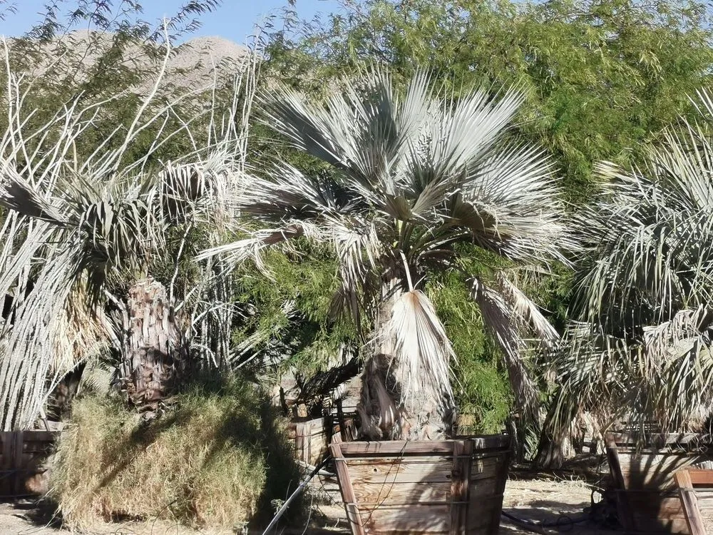 Top-rated yard maintenance for homes in Desert Hot Springs, CA by Sunland Landscape & Irrigation