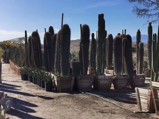 Sunland Landscape & Irrigation Logo