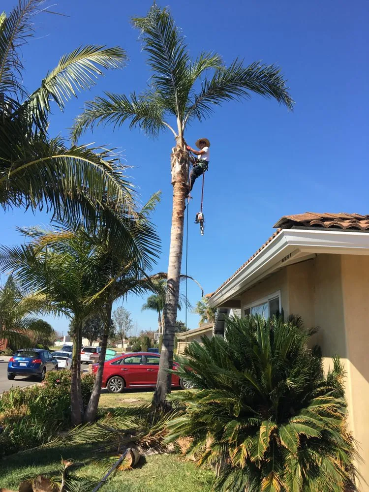 Expert lawn mowing service for year-round maintenance across Camarillo, CA - Sunlight Tree Service & Landscaping