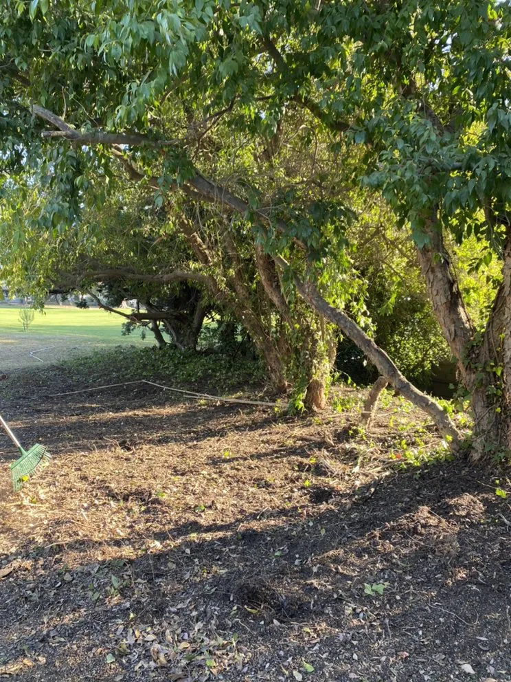 Professional outdoor landscaping with custom design across Camarillo, CA - Sunlight Tree Service & Landscaping