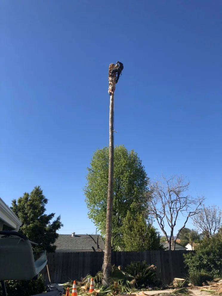 Local landscaping services for residential properties in Camarillo, CA by Sunlight Tree Service & Landscaping