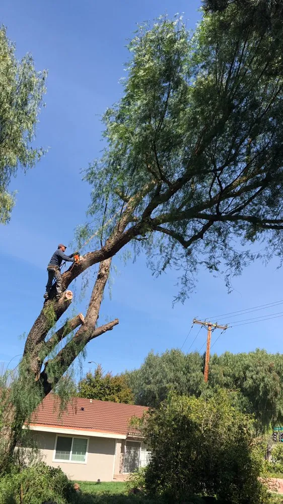 Top-rated landscape design for beautiful yards across Camarillo, CA - Sunlight Tree Service & Landscaping