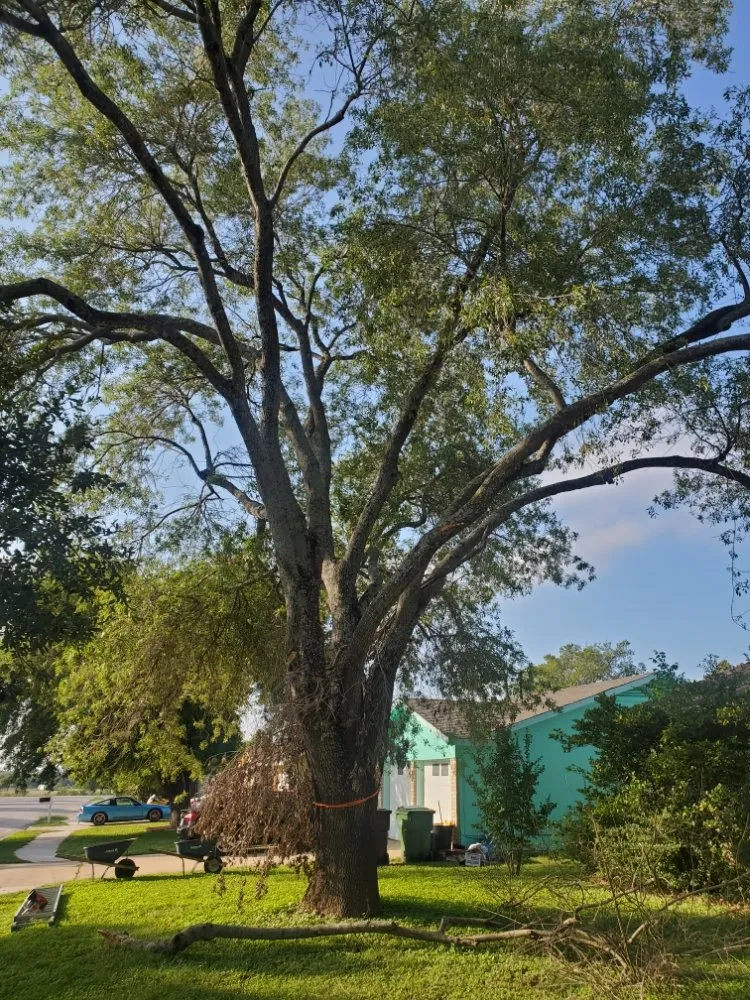 Professional lawn care service in Austin, TX - Sunlight Tree Service