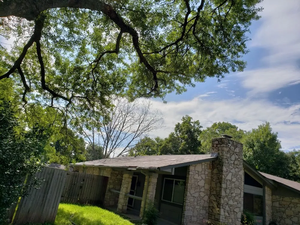 Affordable yard cleanup service in Austin, TX by Sunlight Tree Service