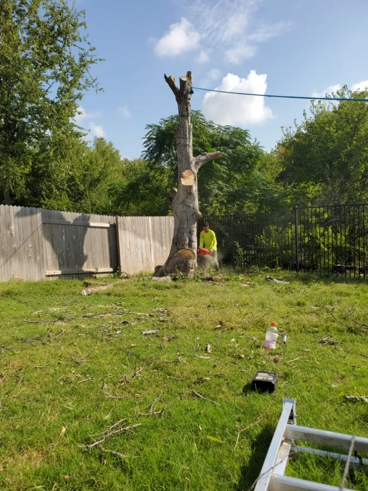 Reliable landscape design with custom design in Austin, TX by Sunlight Tree Service