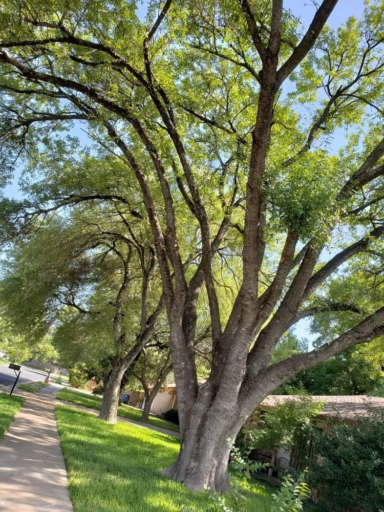 Custom lawn care service with custom design across Austin, TX - Sunlight Tree Service