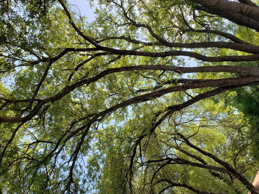 Reliable yard maintenance in Austin, TX by Sunlight Tree Service