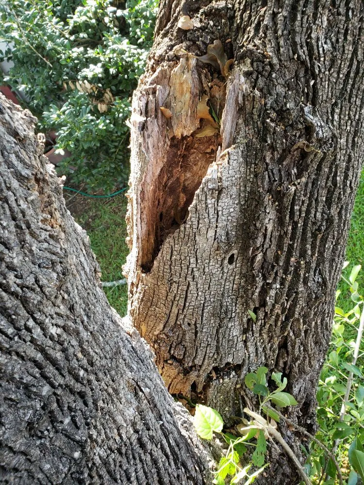 Reliable garden landscaping experts serving Austin, TX - Sunlight Tree Service