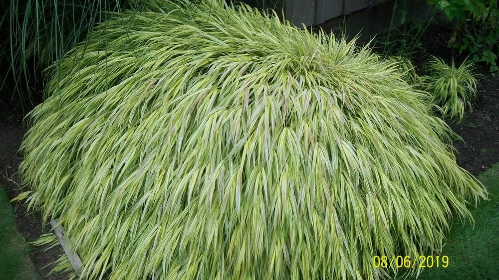 Trusted landscape design experts serving Ocean Park, WA - Sunliner Lawn and Garden