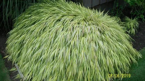 Sunliner Lawn and Garden