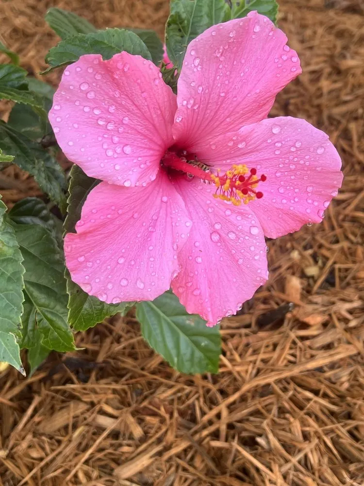 Top-rated landscaping services in Lehigh Acres, FL - Sunnscapes