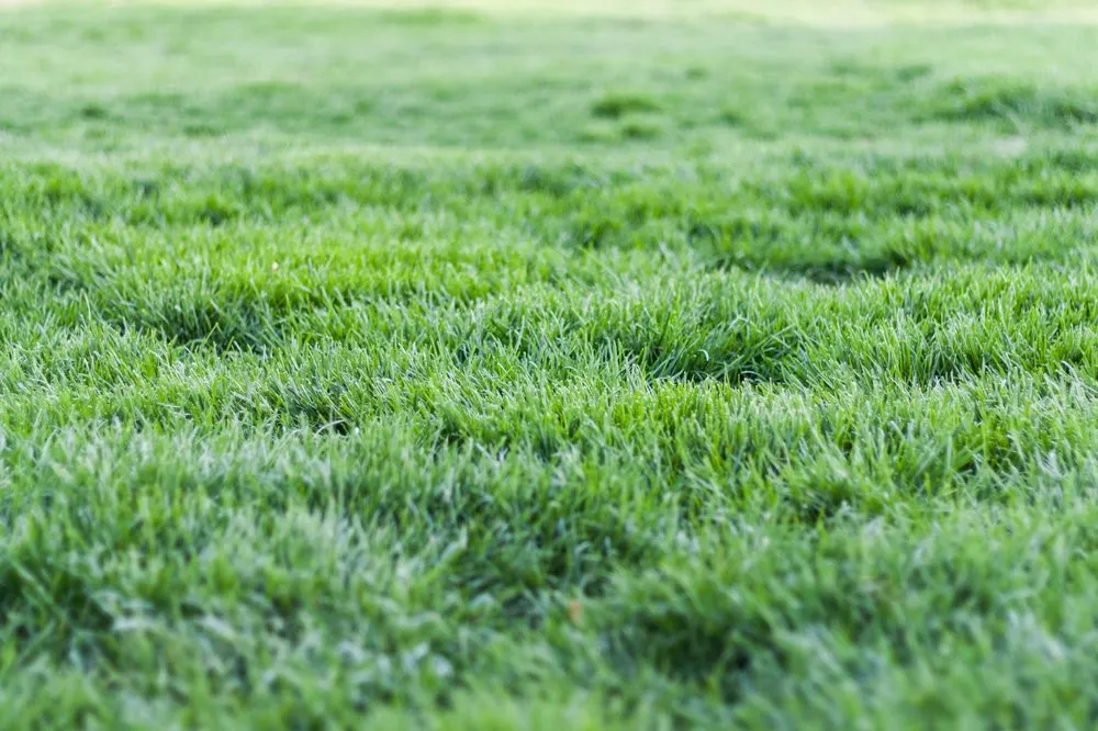 Reliable lawn mowing service in Meridian, ID by Sunny Days Lawn Care