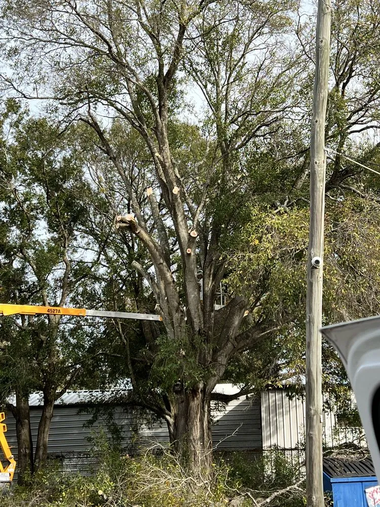 Expert landscaping services near you across Meadow Woods, FL - Sunny Dayz Tree And Landscape