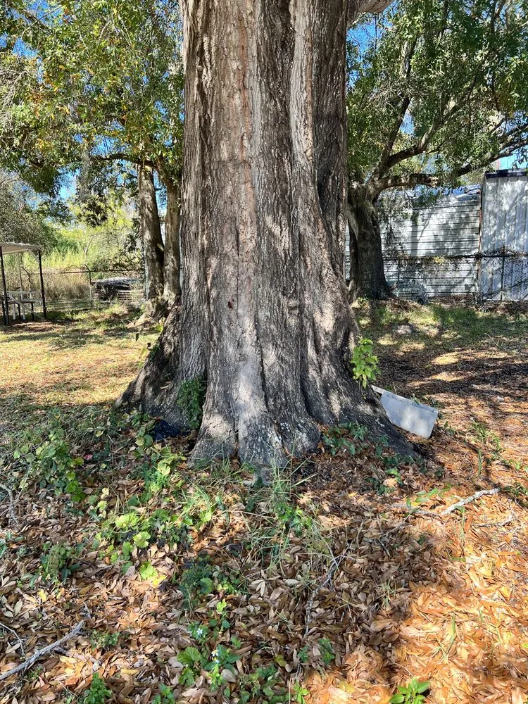 Custom yard maintenance for homes across Meadow Woods, FL - Sunny Dayz Tree And Landscape