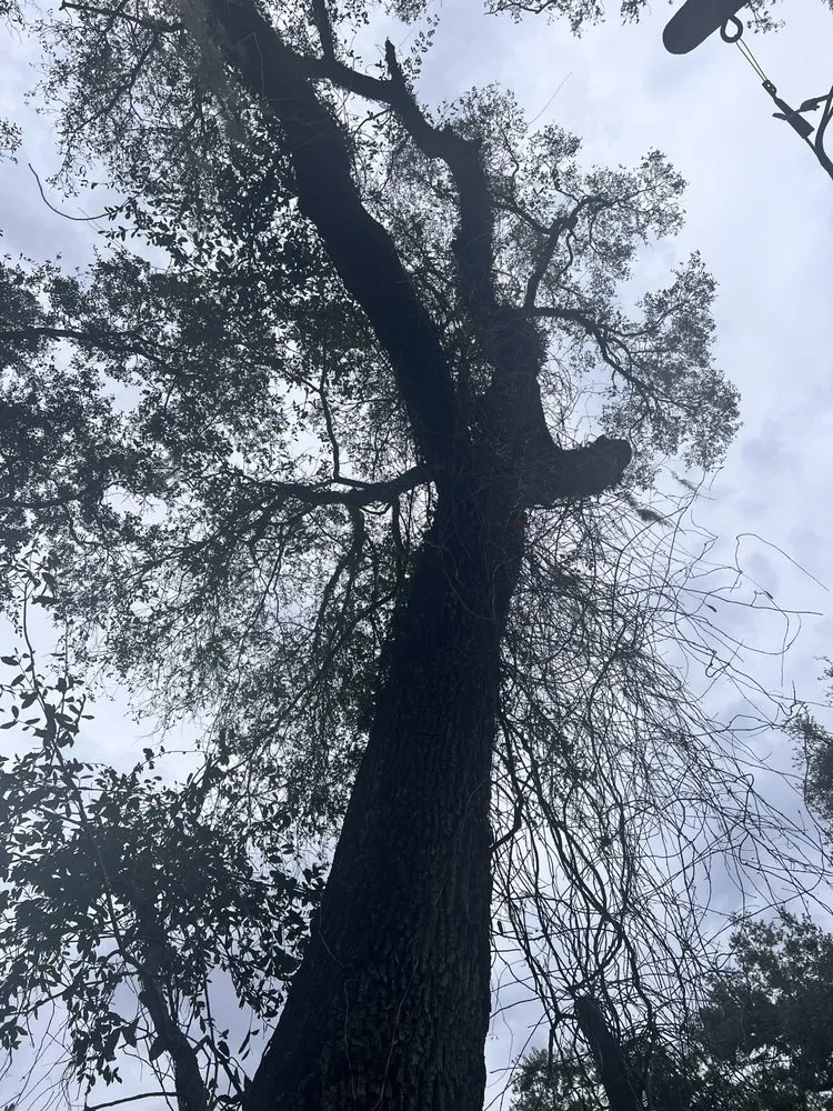 Affordable yard cleanup service for homes in Meadow Woods, FL by Sunny Dayz Tree And Landscape