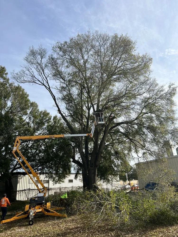 Expert landscape design for beautiful yards across Meadow Woods, FL - Sunny Dayz Tree And Landscape