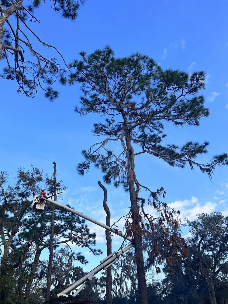 Professional outdoor landscaping in Meadow Woods, FL by Sunny Dayz Tree And Landscape