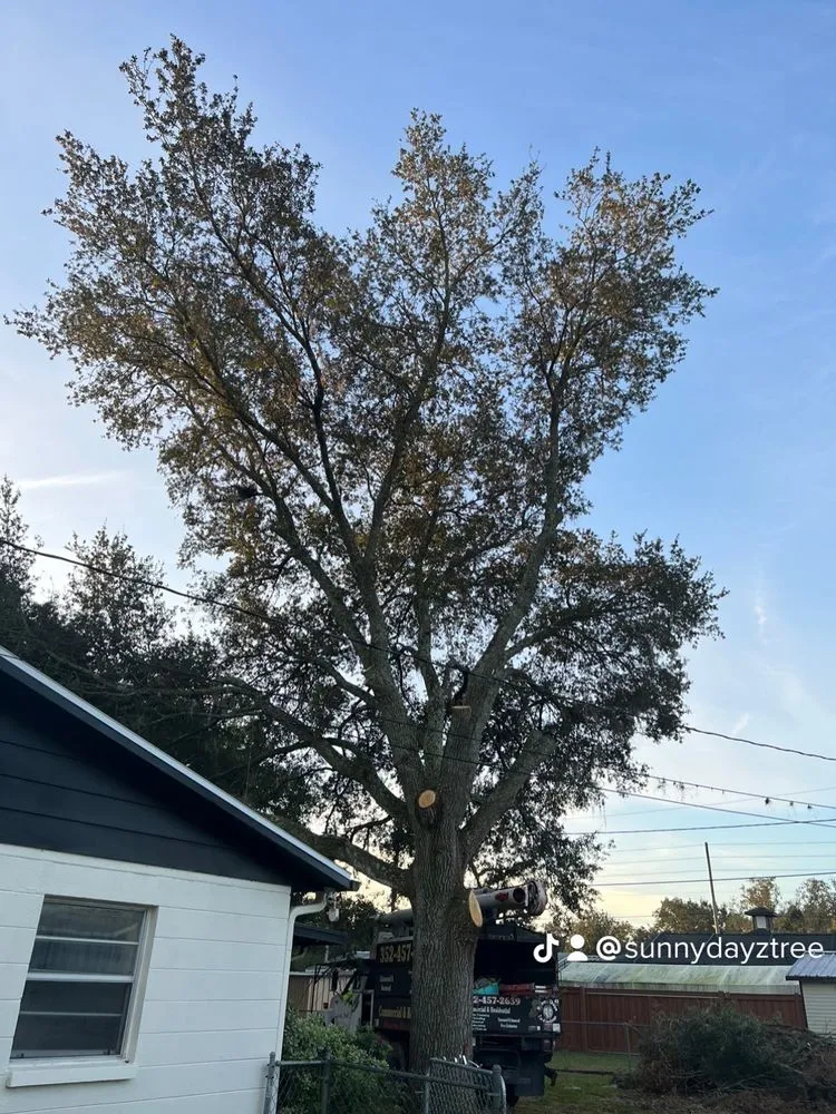 Reliable yard maintenance near you in Meadow Woods, FL by Sunny Dayz Tree And Landscape