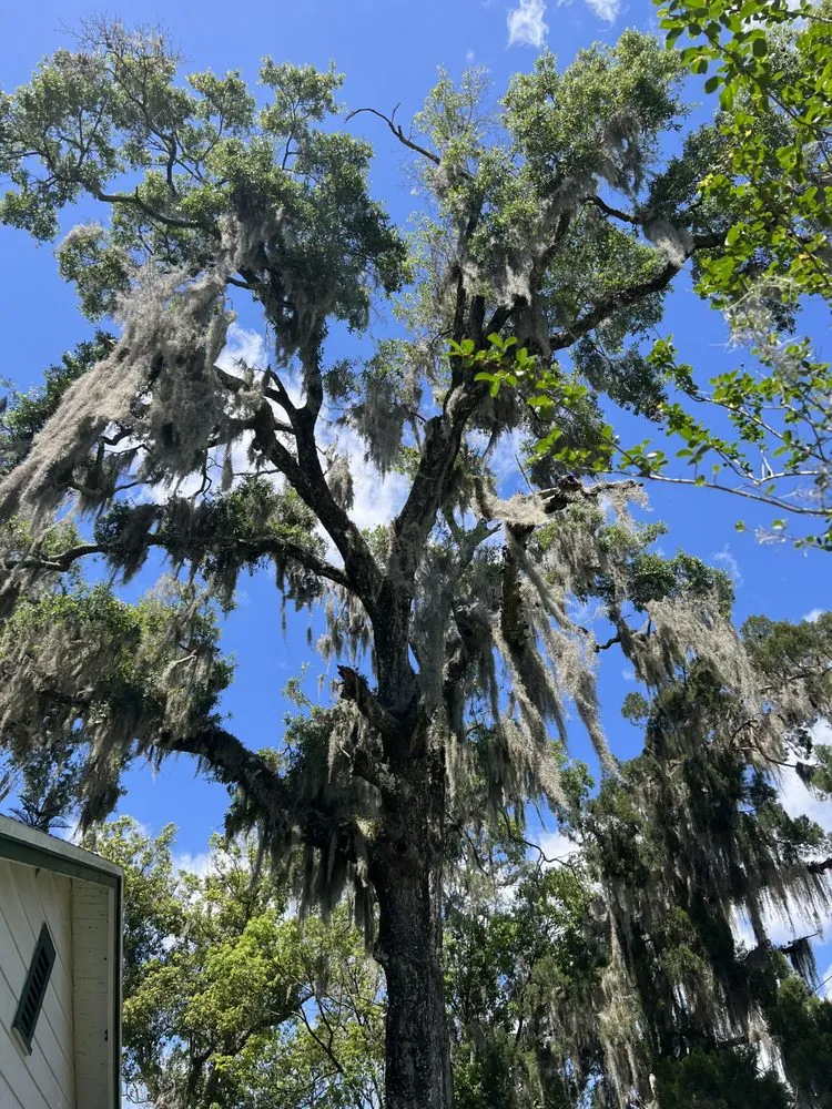 Professional lawn mowing service in Meadow Woods, FL - Sunny Dayz Tree And Landscape
