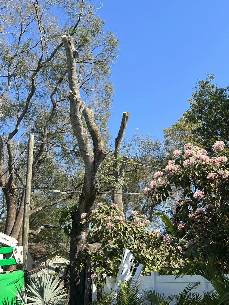 Affordable outdoor landscaping experts serving Meadow Woods, FL - Sunny Dayz Tree And Landscape