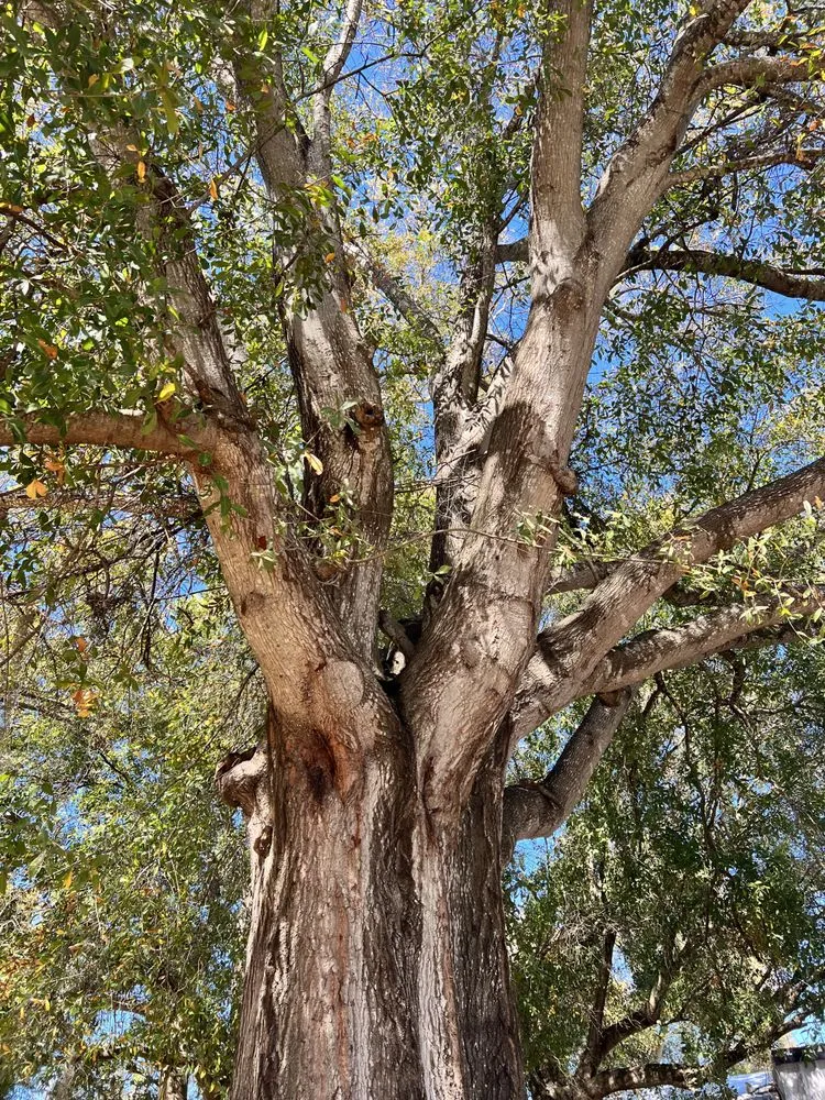 Reliable landscape design in Meadow Woods, FL - Sunny Dayz Tree And Landscape