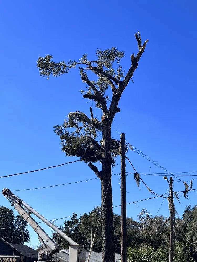 Top-rated residential landscaping near you in Meadow Woods, FL by Sunny Dayz Tree And Landscape