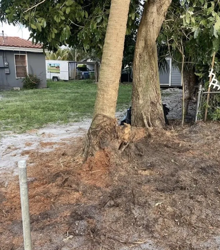 Expert landscaping services in Wilton Manors, FL by Sunny Horizon Landscaping