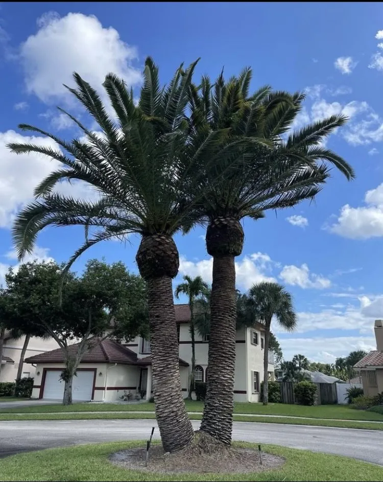 Custom garden landscaping in Wilton Manors, FL - Sunny Horizon Landscaping