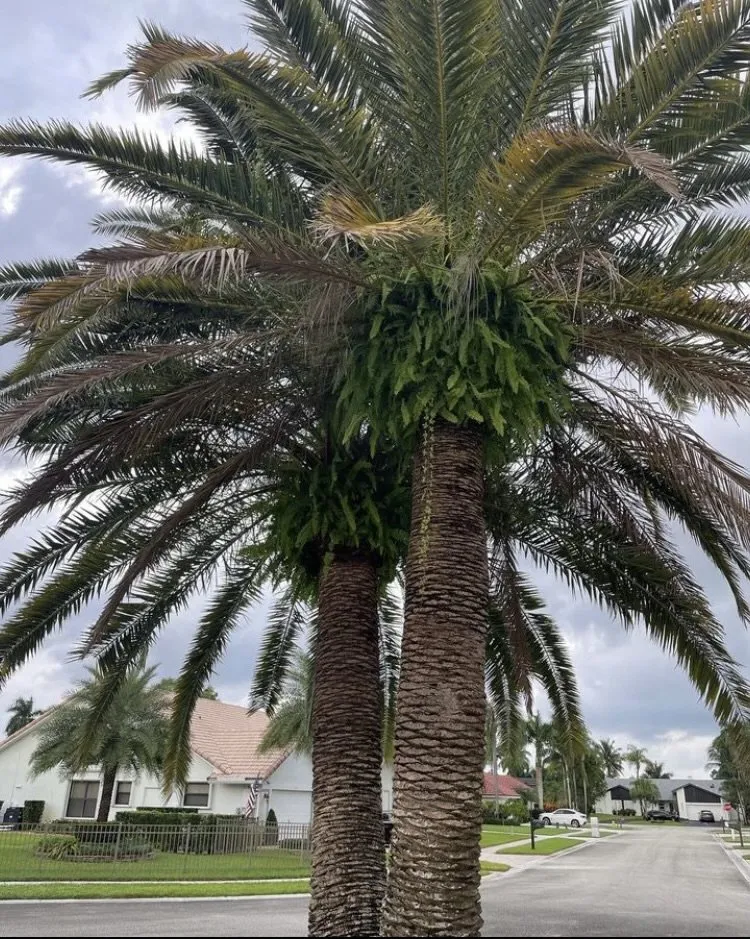 Expert yard cleanup service experts serving Wilton Manors, FL - Sunny Horizon Landscaping