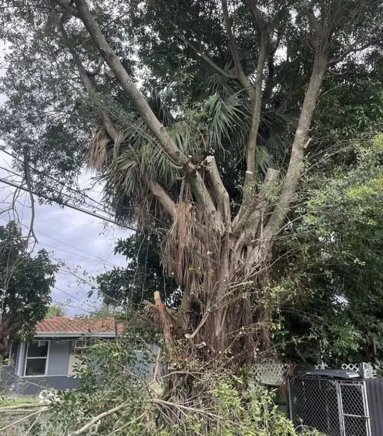 Affordable outdoor landscaping for outdoor upgrades in Wilton Manors, FL by Sunny Horizon Landscaping