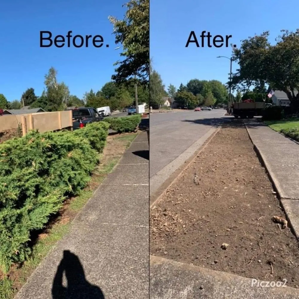 Trusted yard cleanup service in Springfield, OR by Sunny Landscape Construction