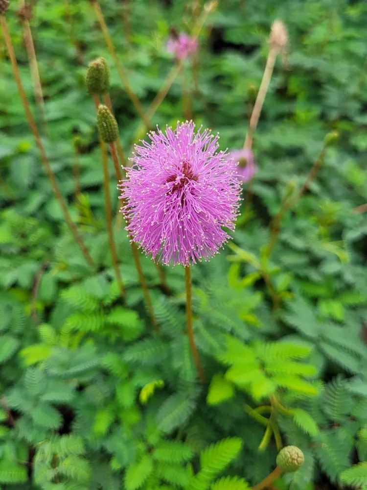 Expert yard maintenance in Bradenton, FL - Sunny Landscapes