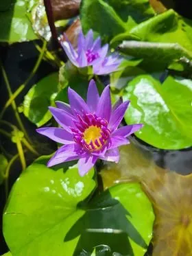 Top-rated lawn care service with custom design across Bradenton, FL - Sunny Landscapes