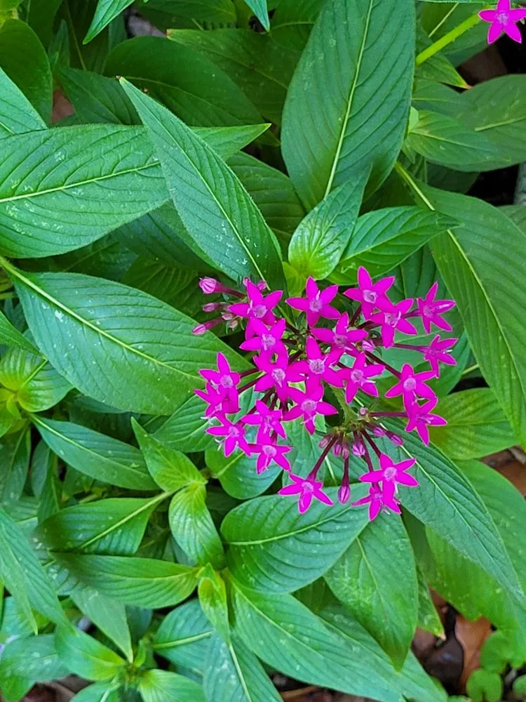 Affordable yard maintenance in Bradenton, FL by Sunny Landscapes