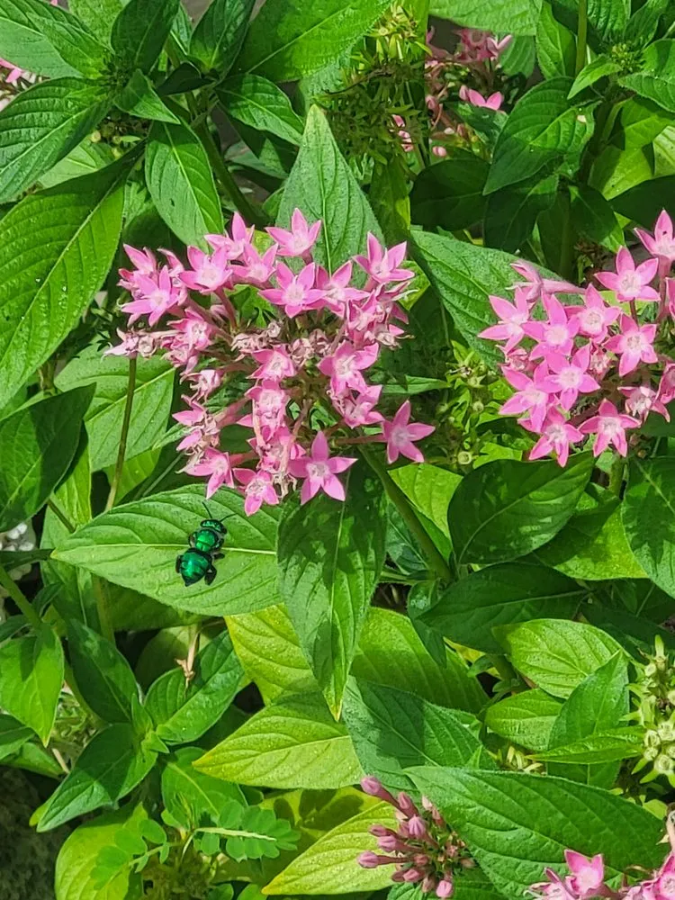 Affordable landscaping services experts serving Bradenton, FL - Sunny Landscapes