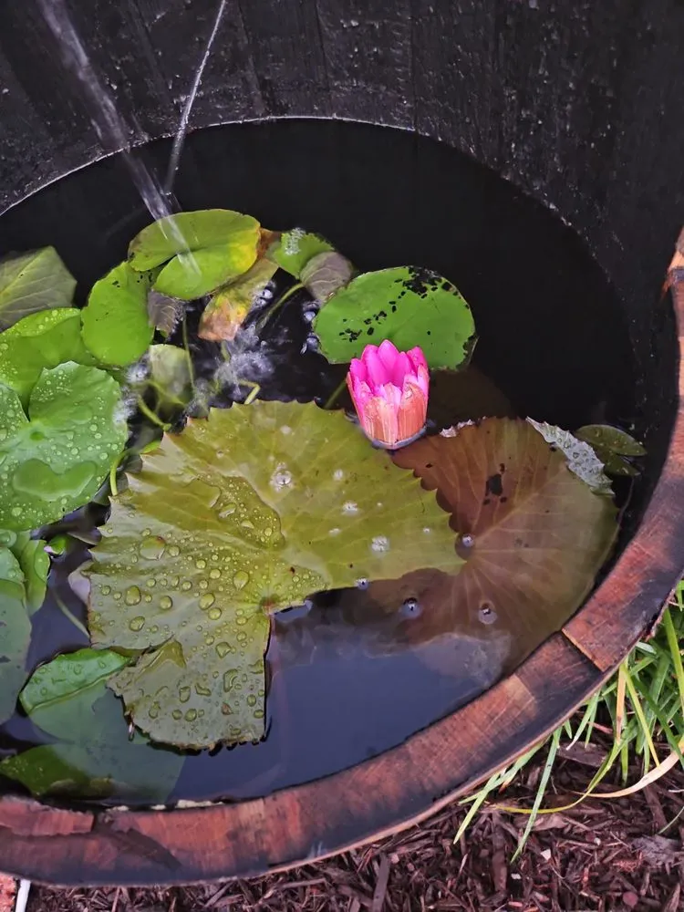 Expert garden landscaping in Bradenton, FL by Sunny Landscapes