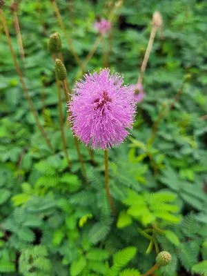 Sunny Landscapes Logo