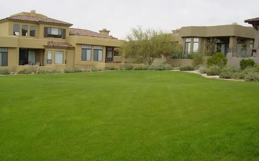 Custom yard cleanup service in Mesa, AZ - Sunny Mesa Landscaping