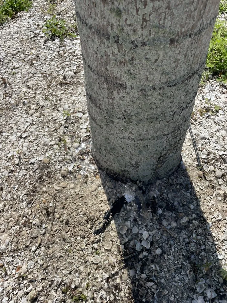 Professional yard cleanup service in Palmetto, FL by Sunny Site Services