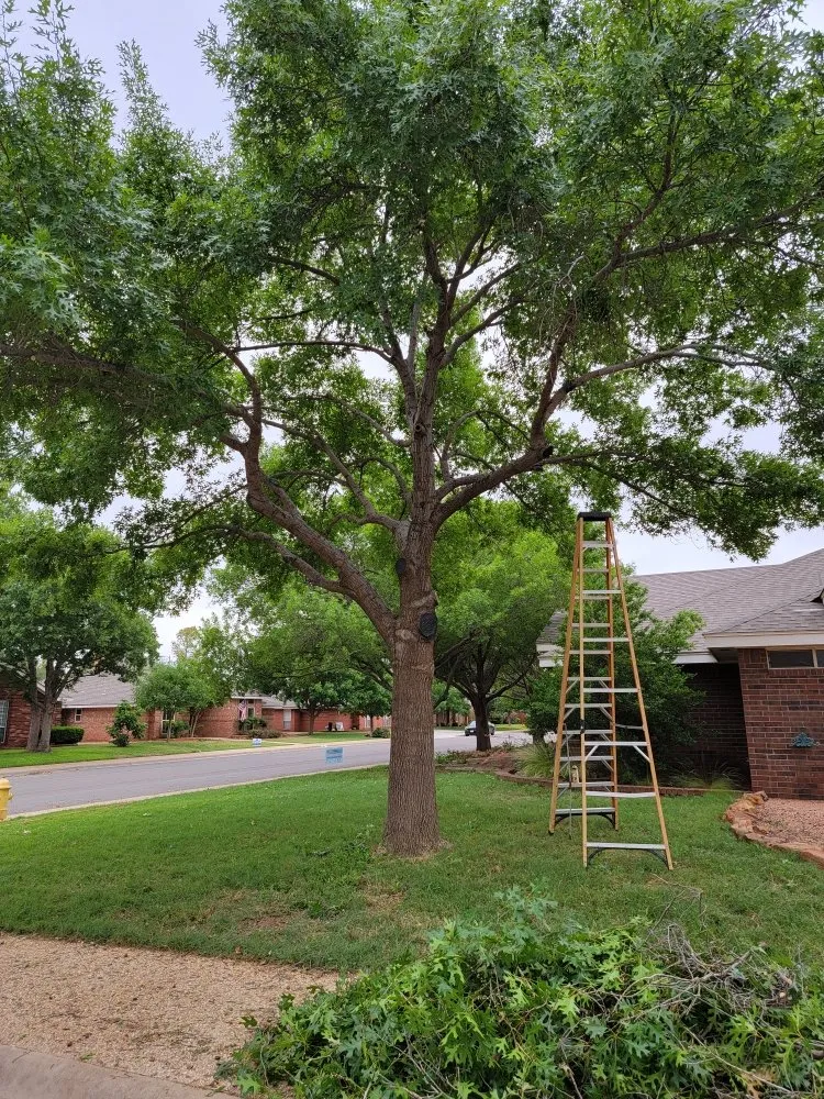 Affordable yard cleanup service experts serving Midland, TX - Sunny times landscaping