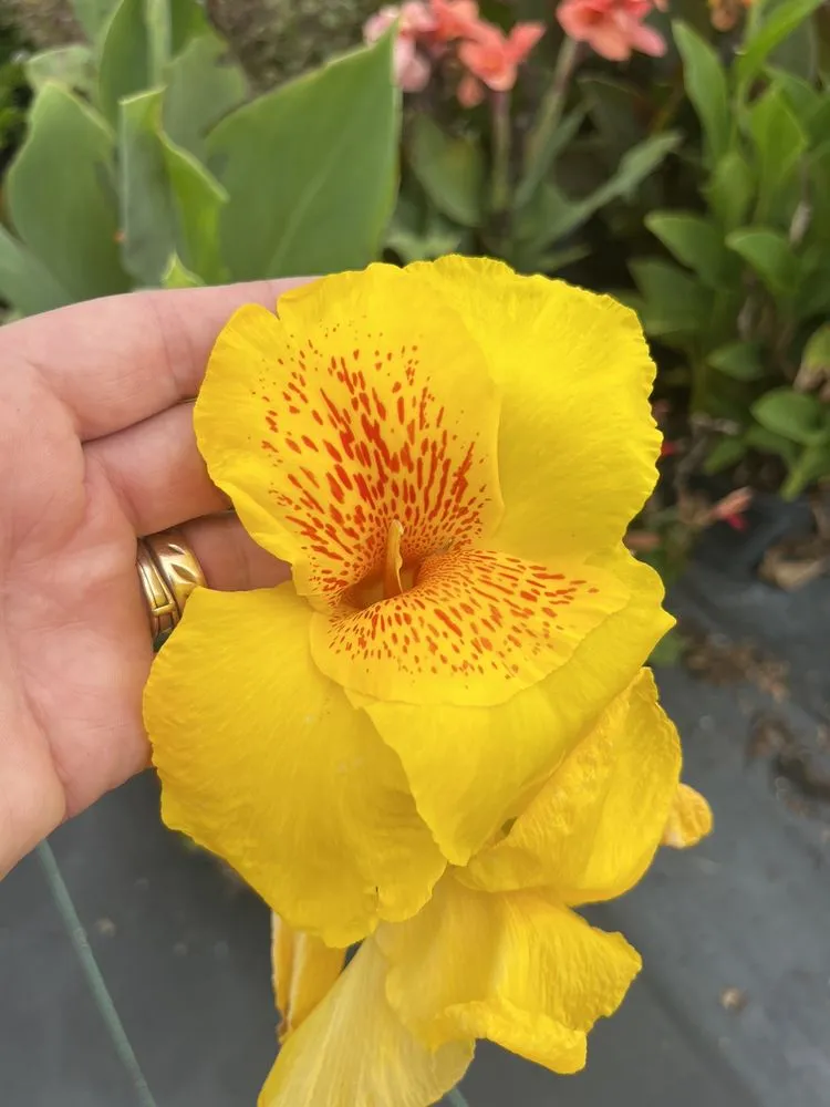 Local yard maintenance experts serving Ruskin, FL - SunnyDays Nursery & Landscaping