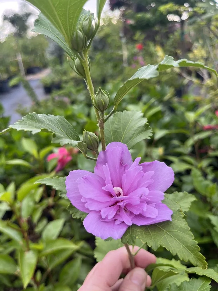 Local lawn mowing service for beautiful yards across Ruskin, FL - SunnyDays Nursery & Landscaping