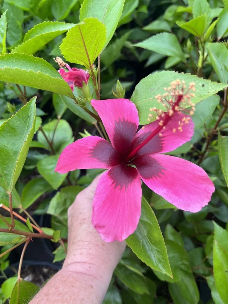 Custom landscape design in Ruskin, FL - SunnyDays Nursery & Landscaping