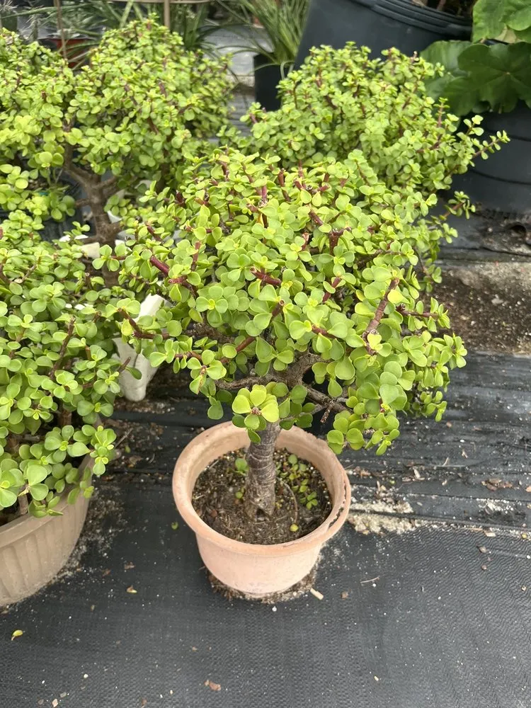 Local garden landscaping for residential properties across Ruskin, FL - SunnyDays Nursery & Landscaping